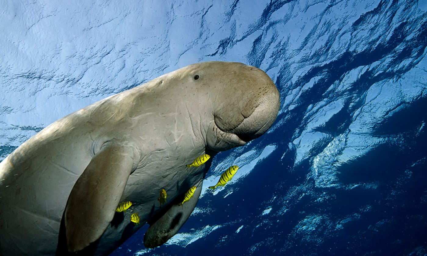 A dugong (Dugong dugon) swimming in the sea