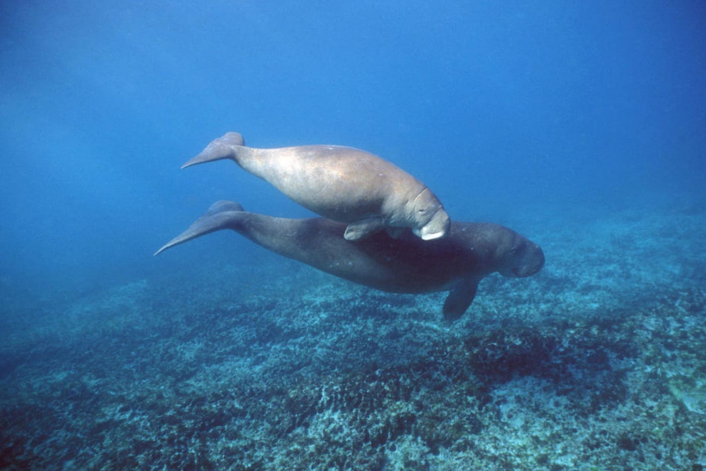 Dugong with calf swimming in Australia