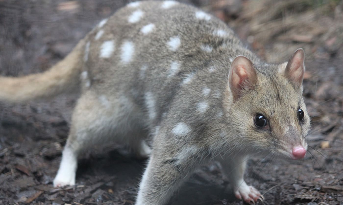 Eastern quoll at the Devils@Cradle conservation facility= Cradle Mountain= Tasmania