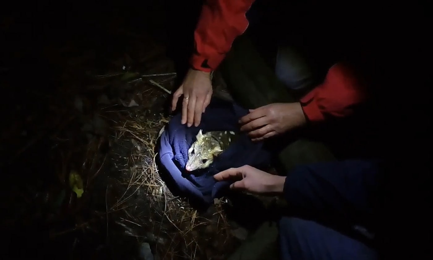 Eastern quoll being released back into the wild in Jervis Bay after a pouch check