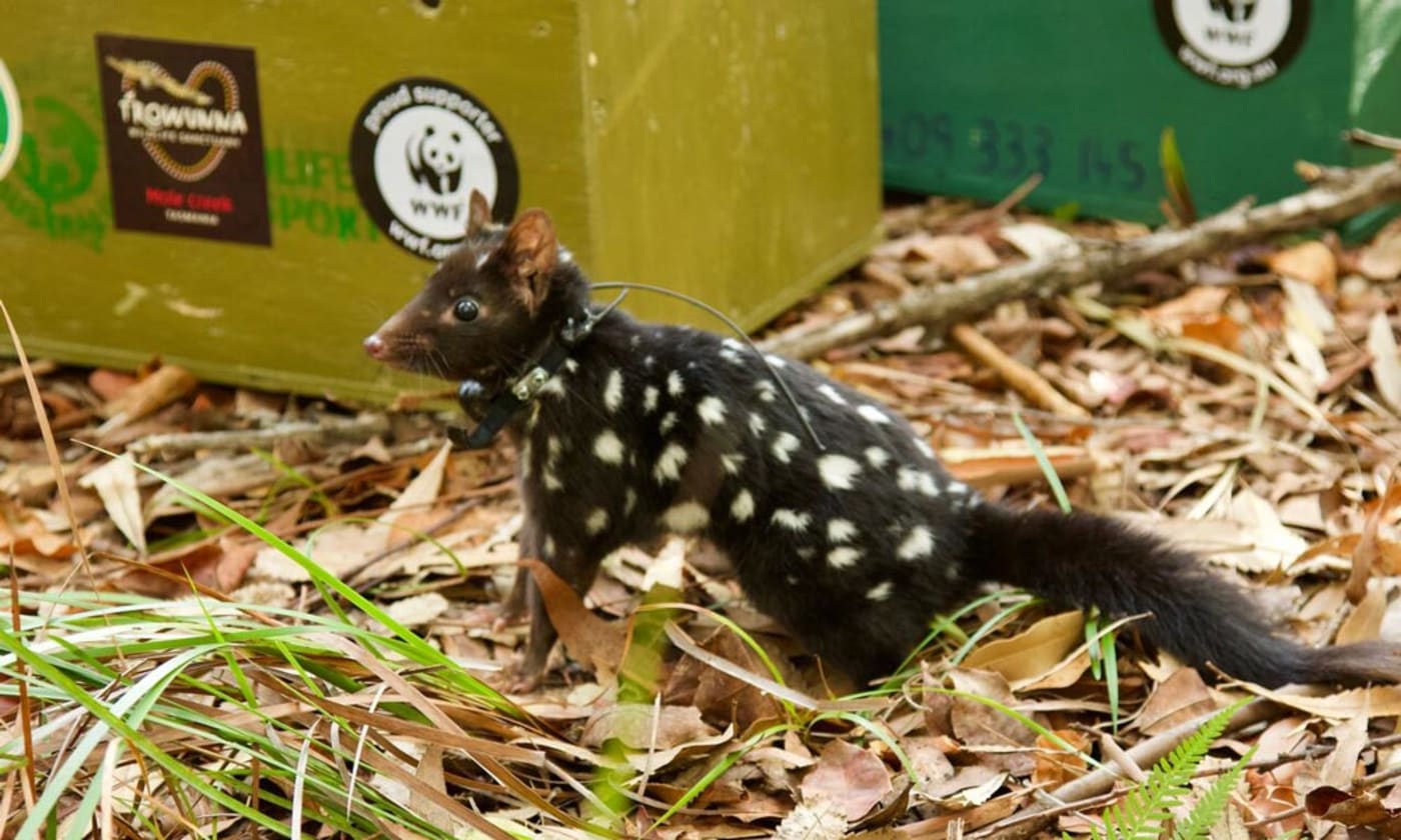 An eastern quoll is released on mainland Australia in March 2018 – the first wild reintroduction attempt for the species since its mainland demise over half a century ago