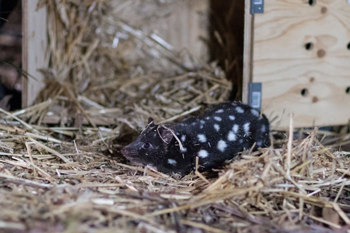 Eastern quoll released to the wild in Booderee National Park
