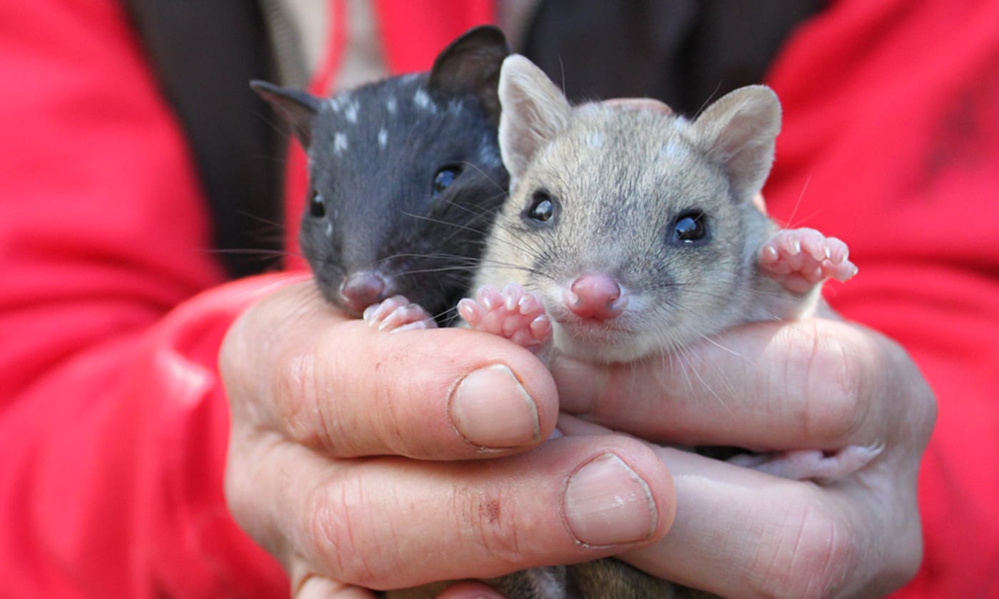 Two eastern quoll joeys at Trowunna Wildlife Park, Tasmania