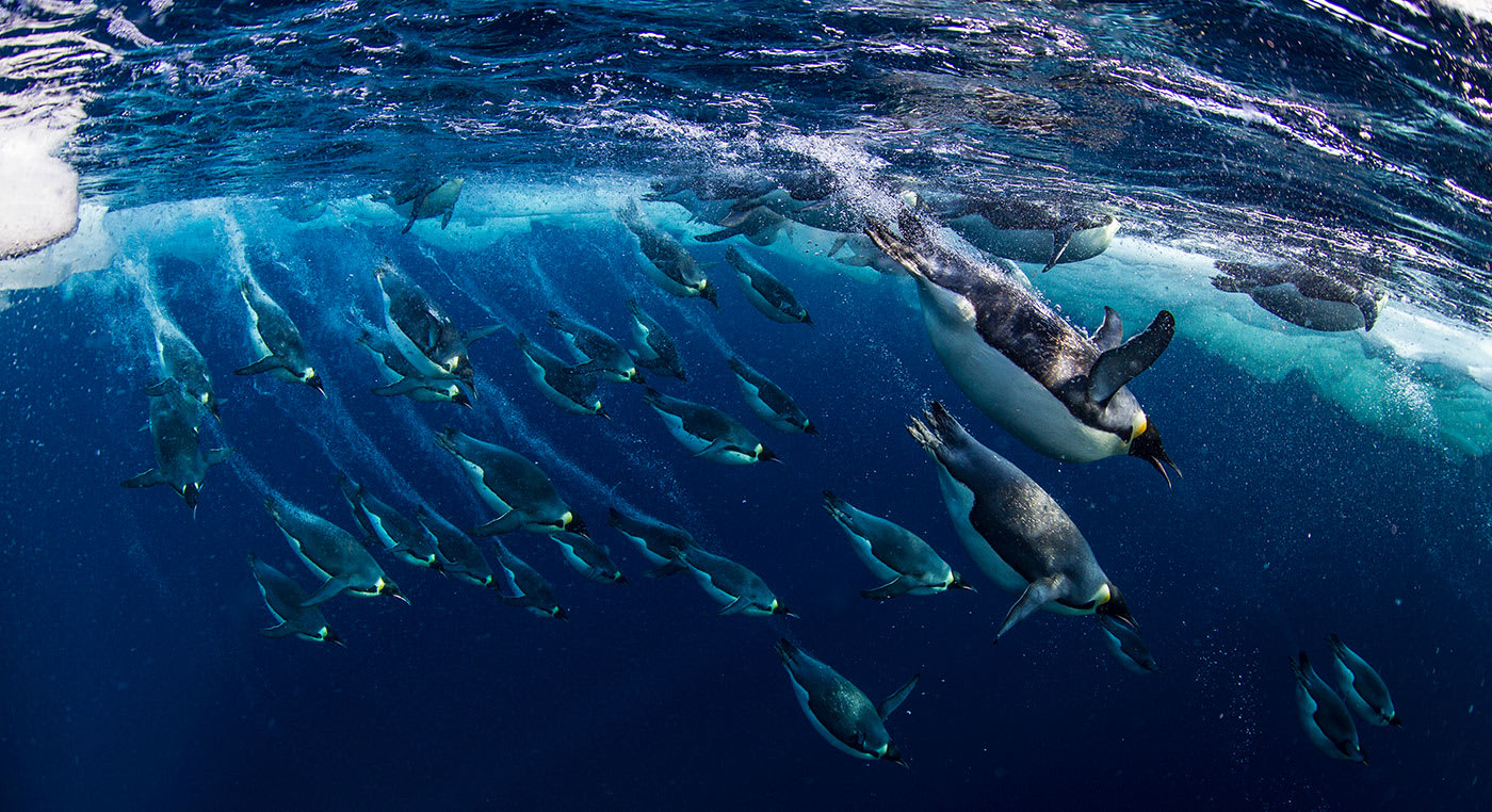 Emperor penguins (Aptenodytes forsteri) diving= Ross Sea= Antarctica