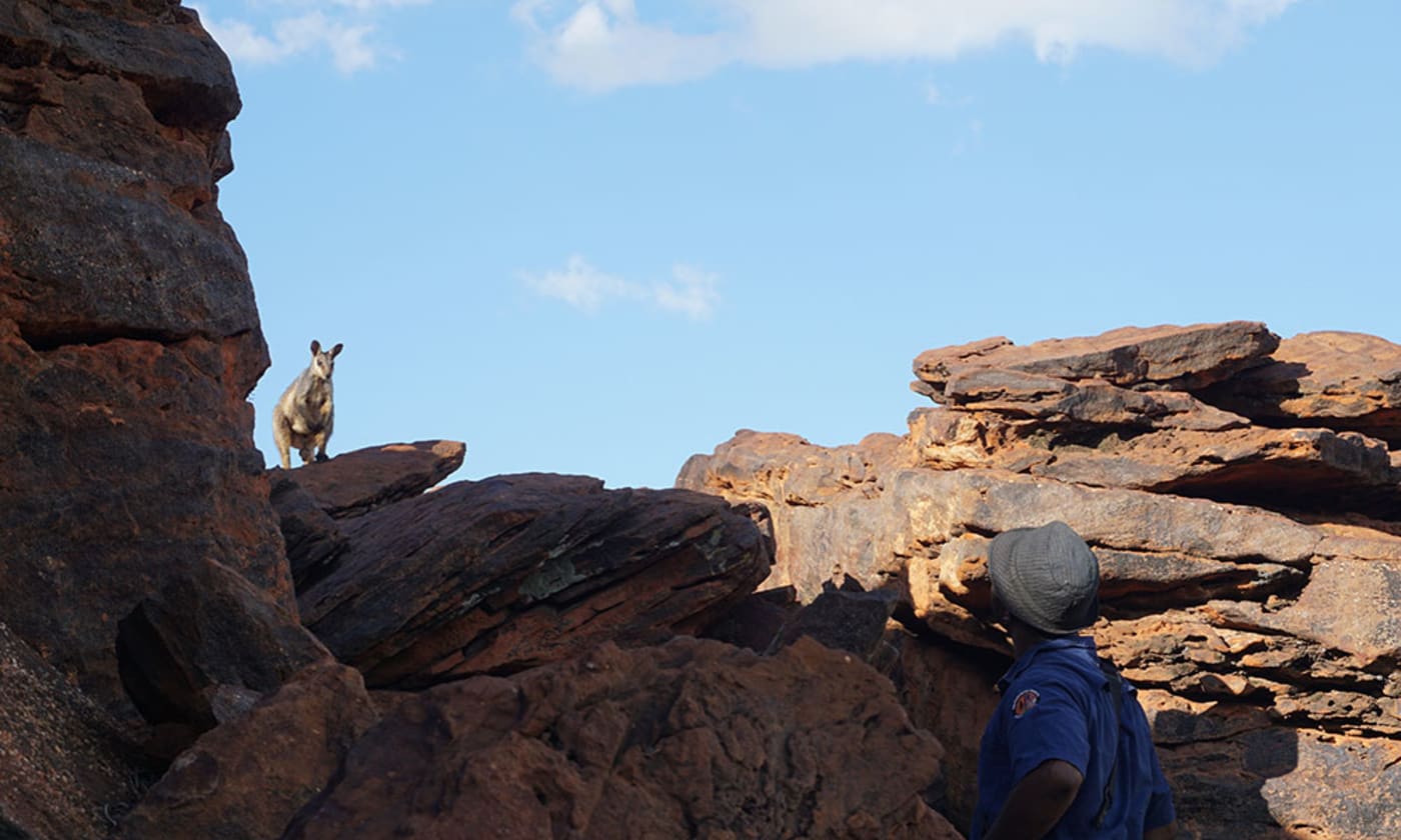 A ranger enjoying a close encounter with a wiliji (black-flanked rock-wallaby) in Erskine Range= west Kimberley