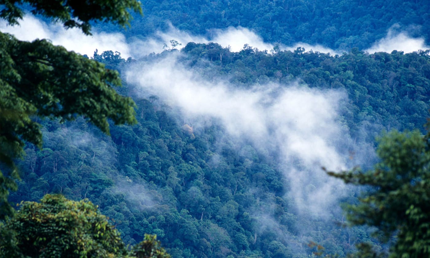 Forest after rain Kayan Mentarang National Park= Kalimantan (Borneo)= Indonesia