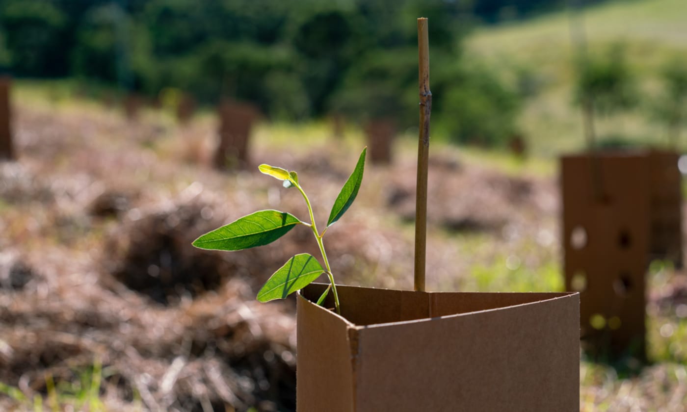 Tree planting for Cores= Corridors and Koalas project