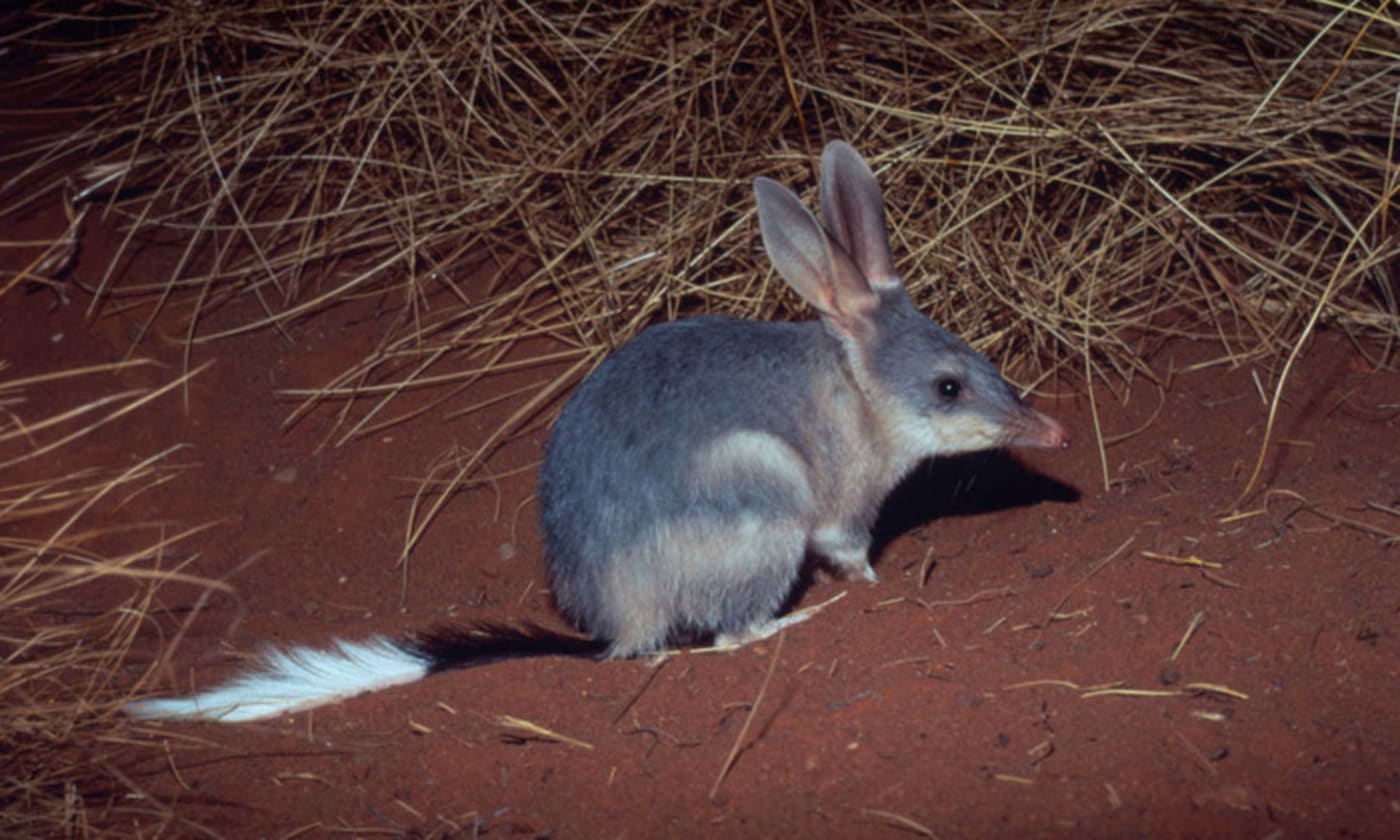 Greater bilby