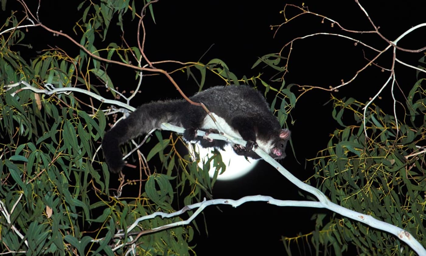 Greater glider in moonlight