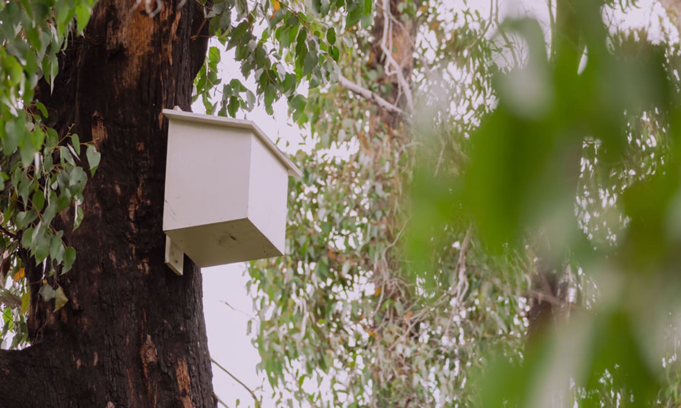 Greater glider nest box installed in a tree