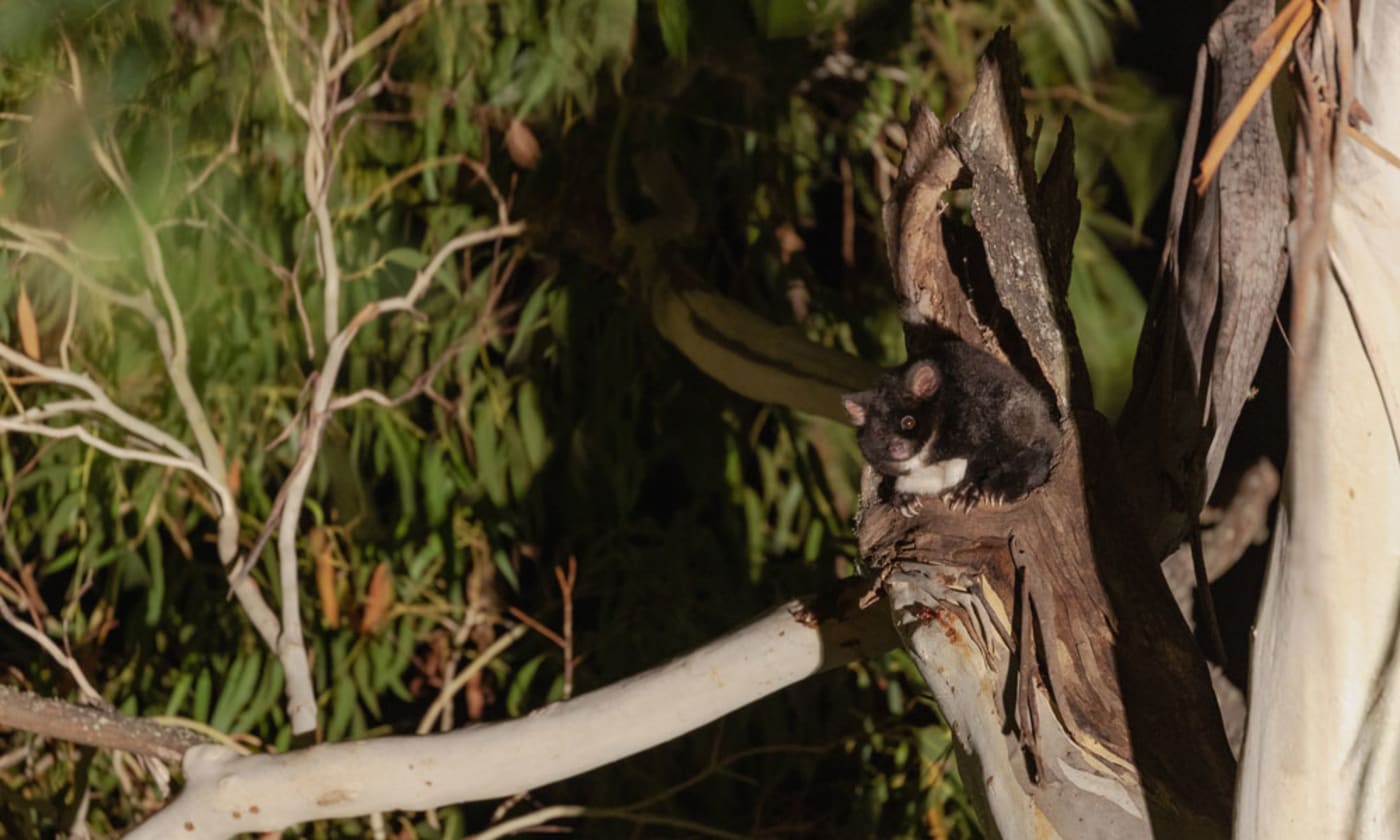 Greater glider peeks its head from tree hollow in Tallaganda National Park= NSW