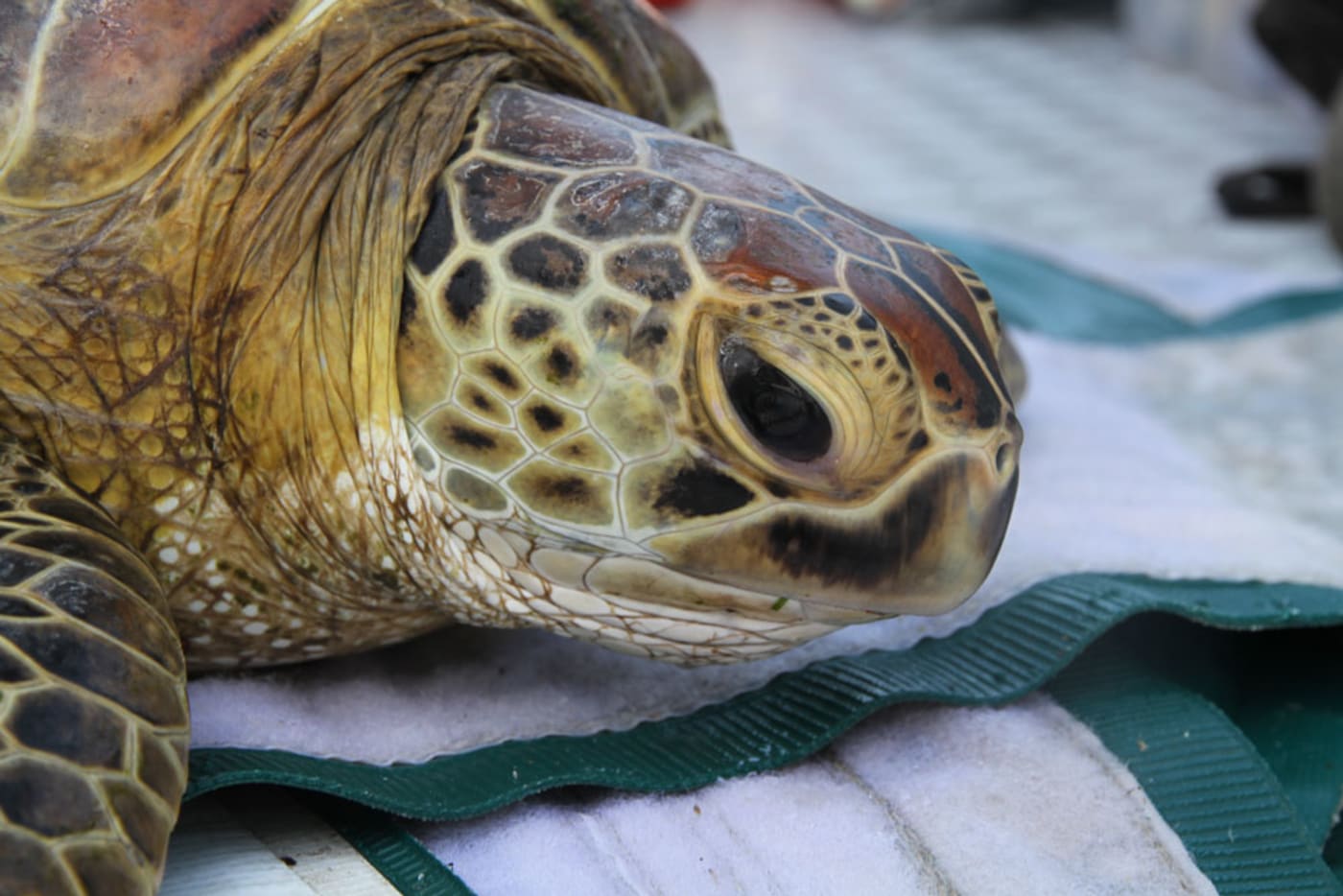 Close up of a green sea turtle in Bowen, Queensland