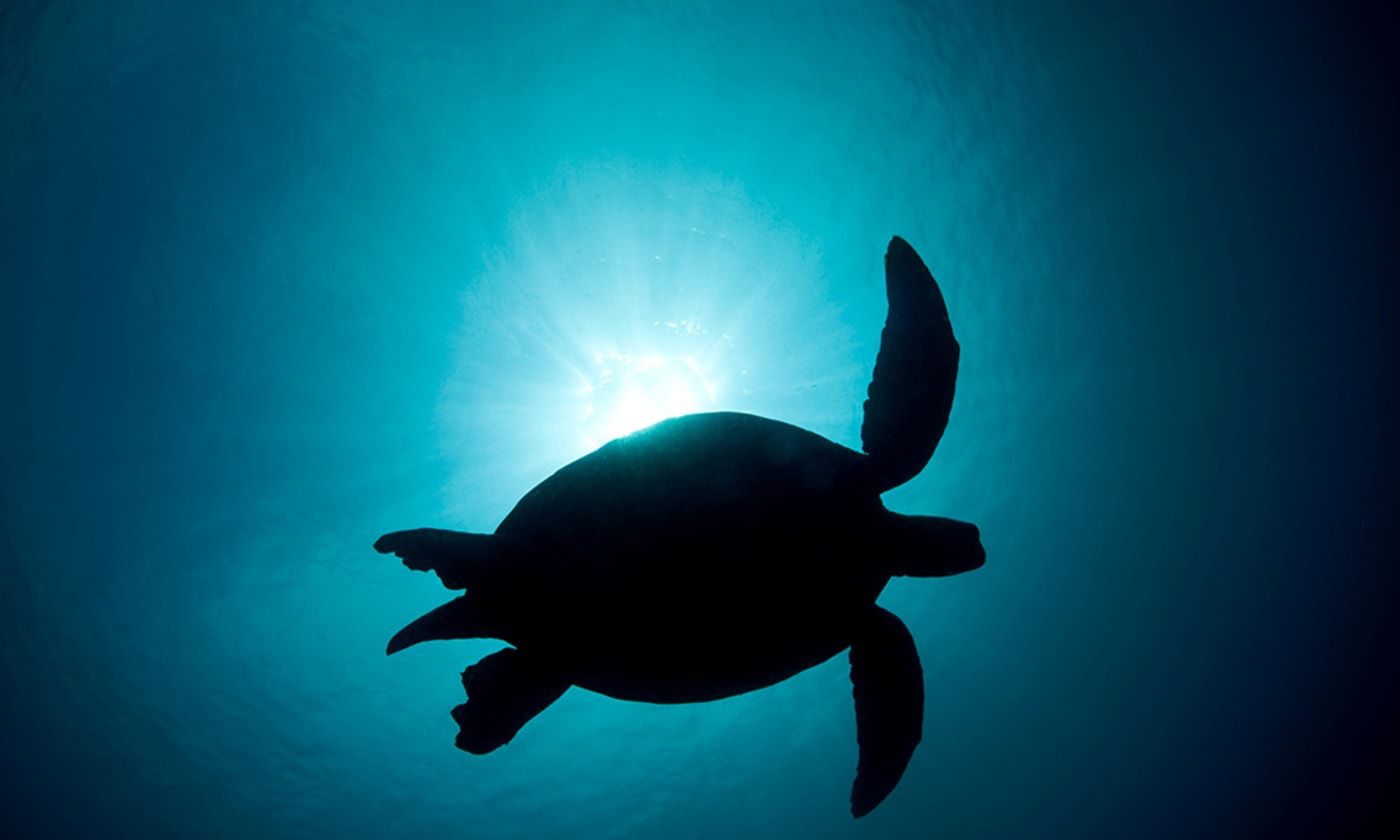 Green sea turtle (Chelonia mydas) silhouetted against the sun. Sipadan Island