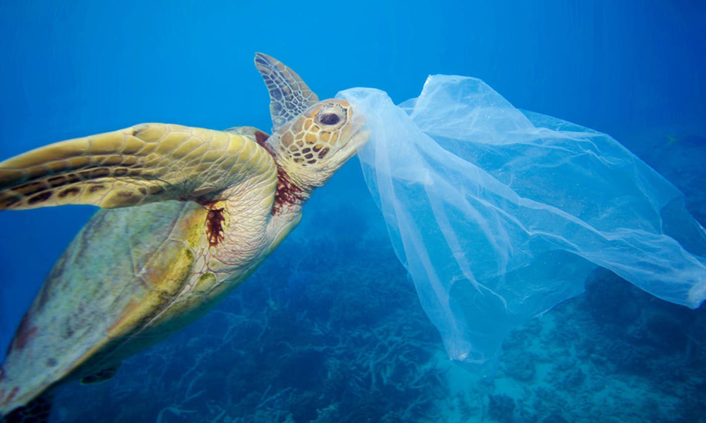 Green sea turtle (Chelonia mydas) with a plastic bag, Moore Reef, Great Barrier Reef, Australia