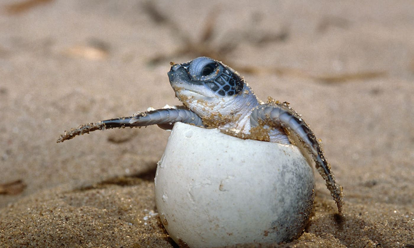 Green turtle (Chelonia mydas) hatchling breaking out of its egg