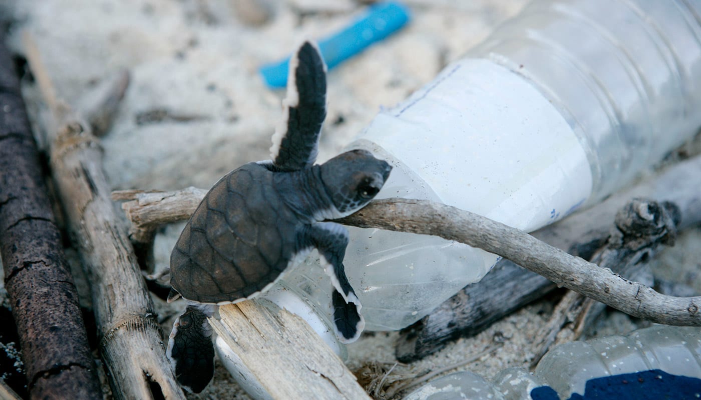 Baby turtle hatchling climbing over plastic bottle, Juani Island, Tanzania