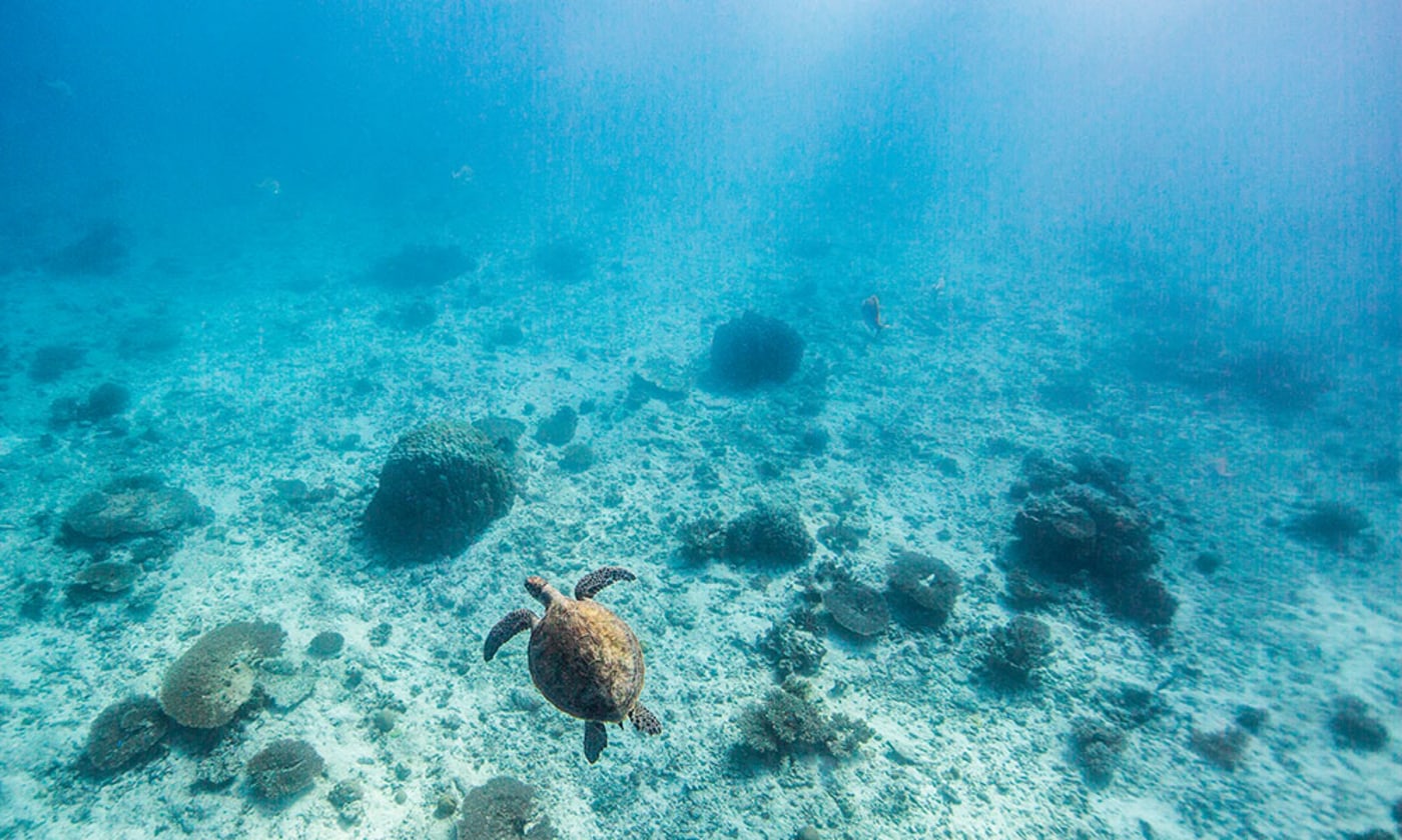 A green sea turtle (Chelonia mydas) swimming off Heron Island Research Station, Queensland