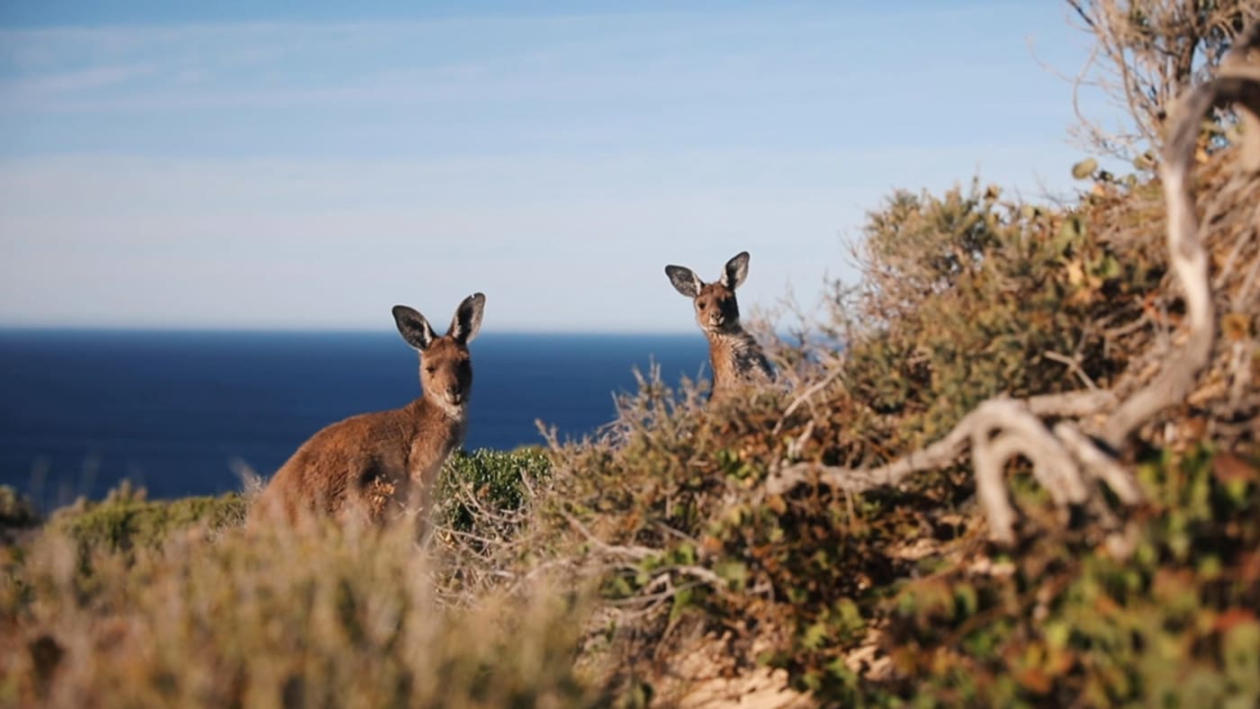 Grey kangaroos peeking out from a bush in Yorke Peninsula