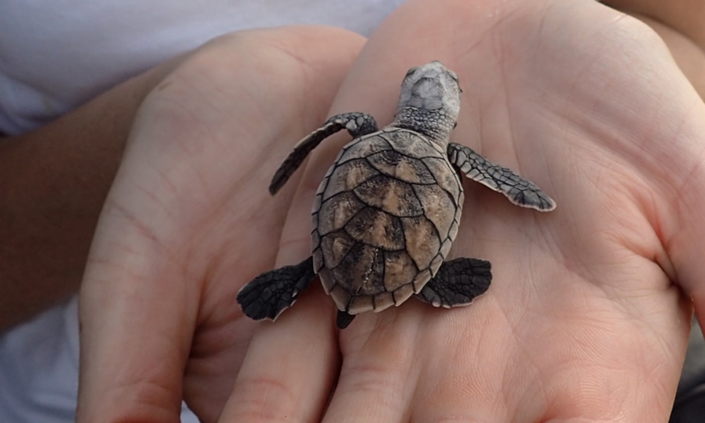 Hawksbill turtle hatchling being held