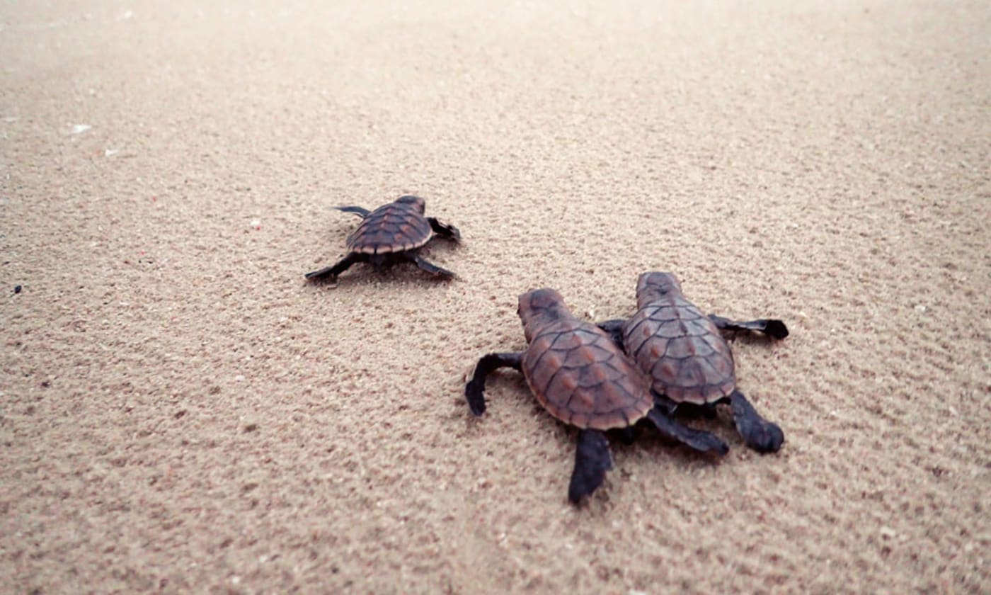 Hawksbill turtle hatchlings making their way to the ocean in Milman Island
