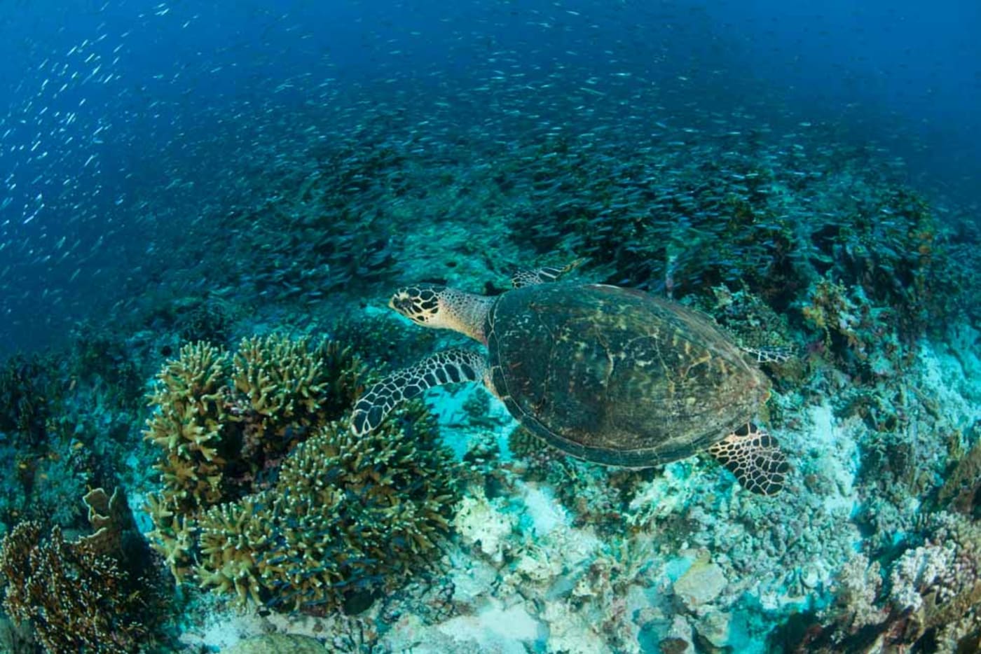 A hawksbill turtle swimming through a reef= Banda Neira= Indonesia
