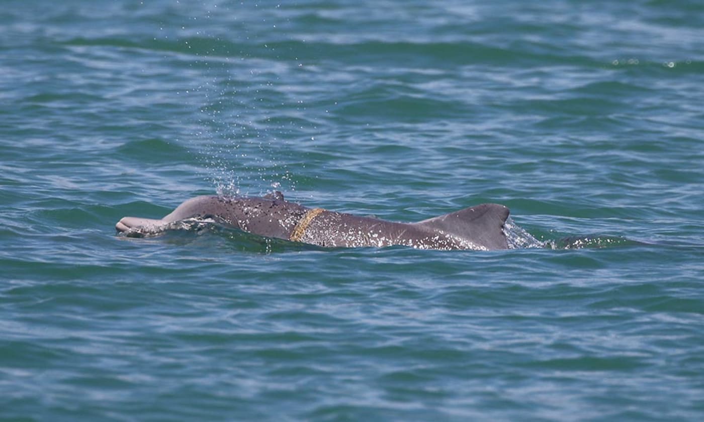 Humpback dolphin calf tangled in marine debris