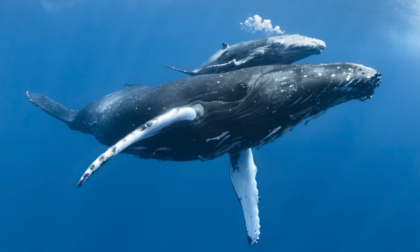 Humpback whale (Megaptera novaeangliae) calf male with injured pectoral fin and scarred body= with mother in the Pacific Ocean