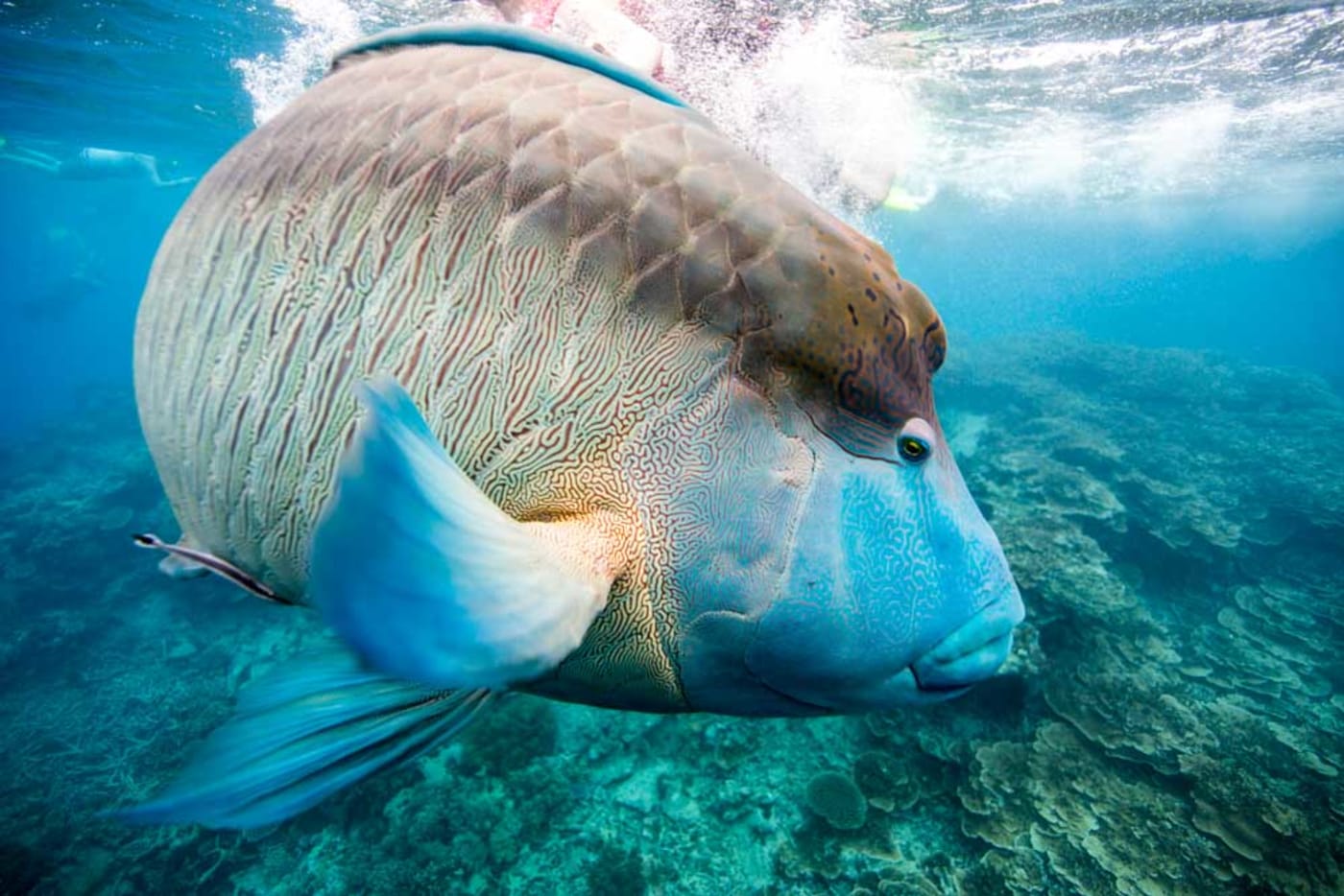 A humphead Maori wrasse (Cheilinus undulatus) on the Great Barrier Reef= Cairns