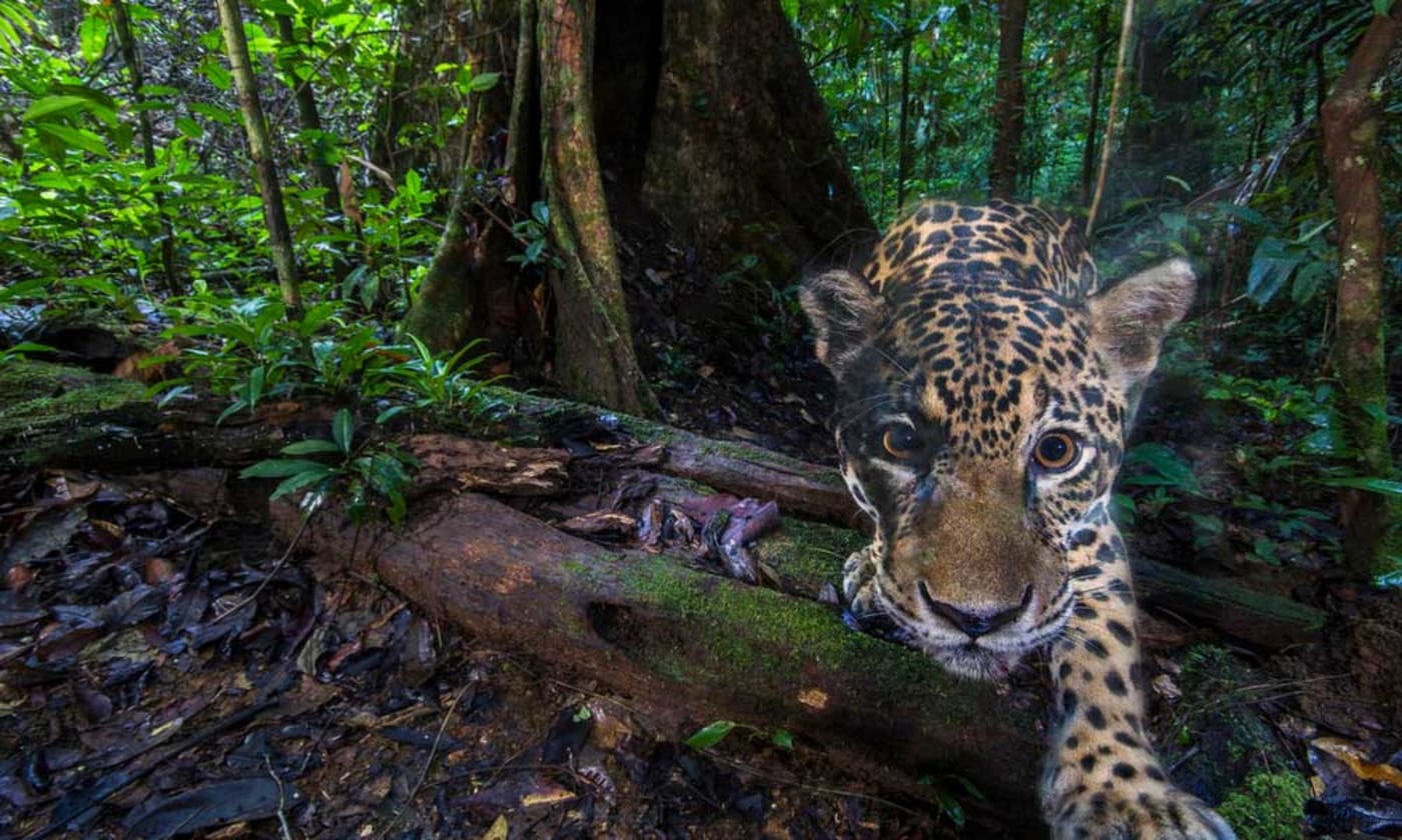 Why is the  rainforest so important? – WWF-Australia