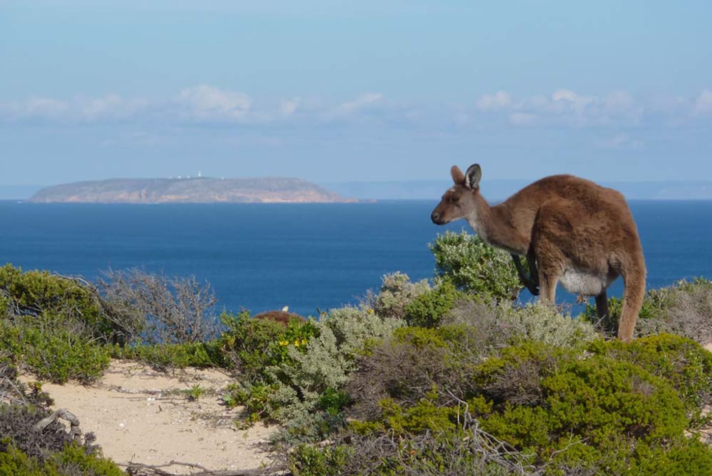 Yorke Peninsula - Kangaroo on West Cape