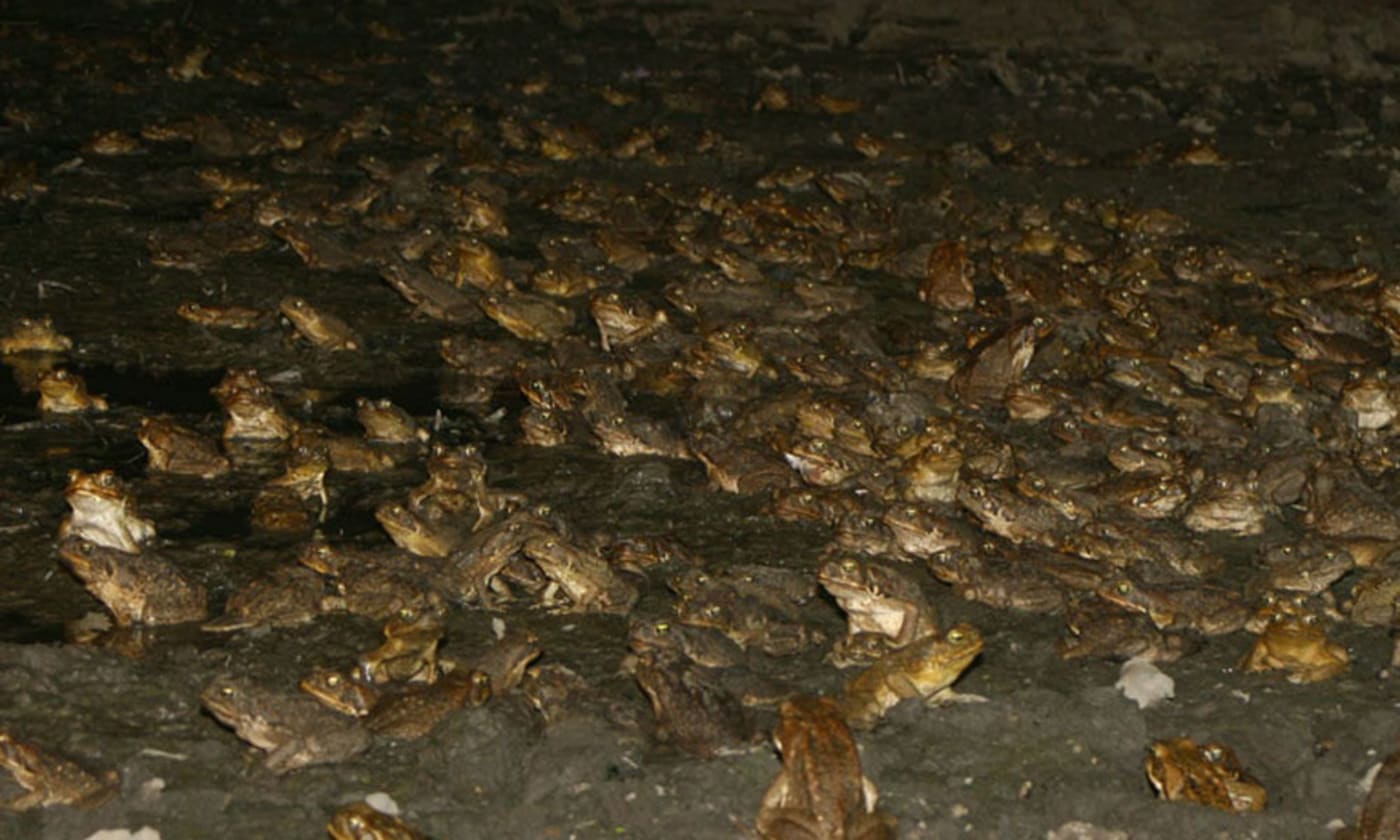 A knot of cane toads= Northern Territory