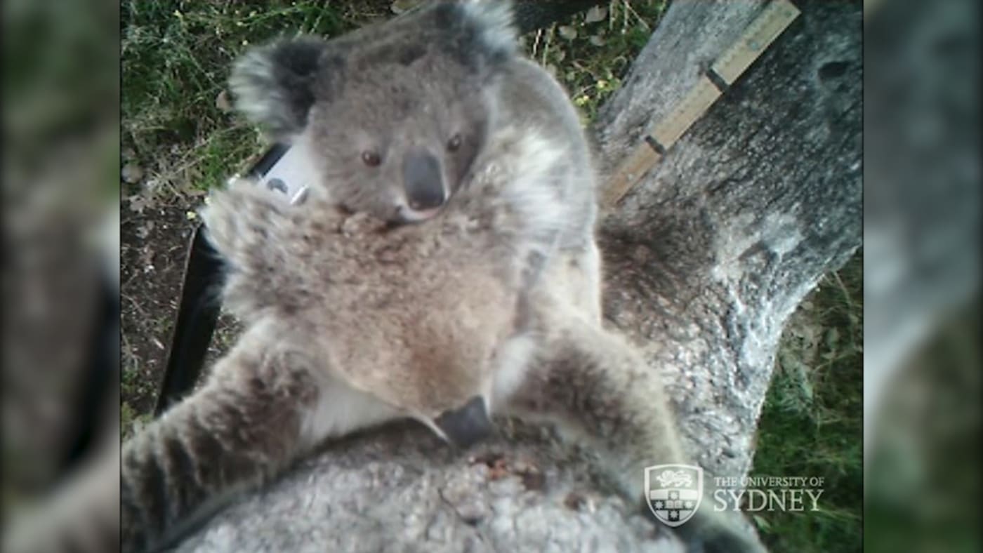 Koala and cub at drinking station