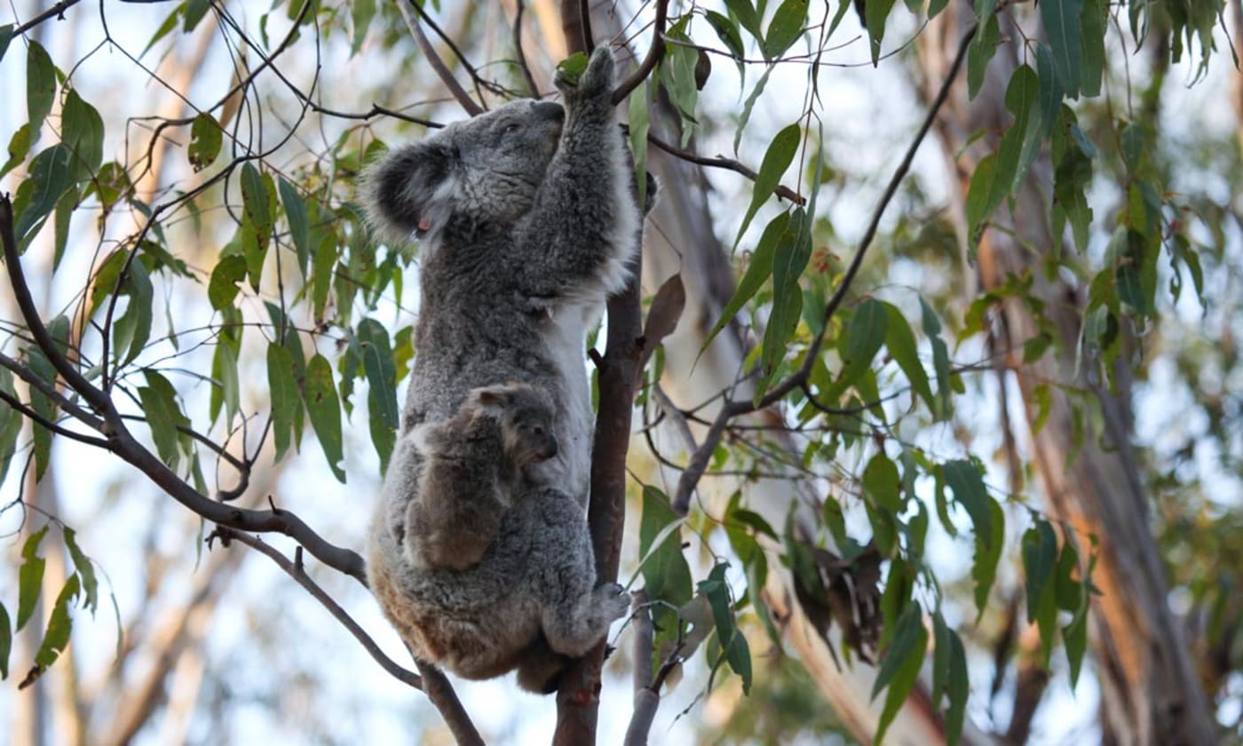 Cute koala baby Petal and mother Blossom climbing eucalyptus tree in Campbelltown= NSW
