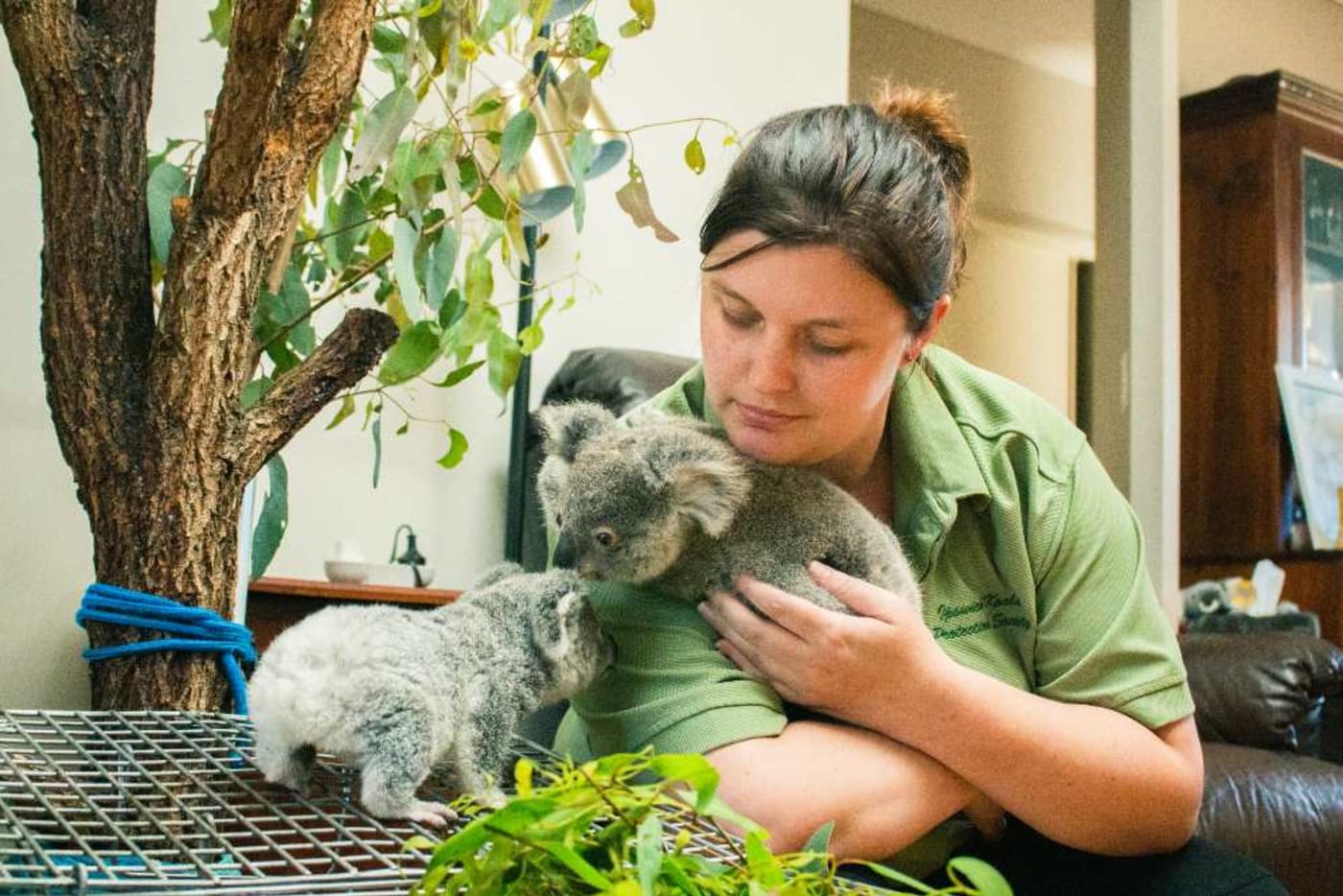 Claire Phillips with two orphaned koala joeys