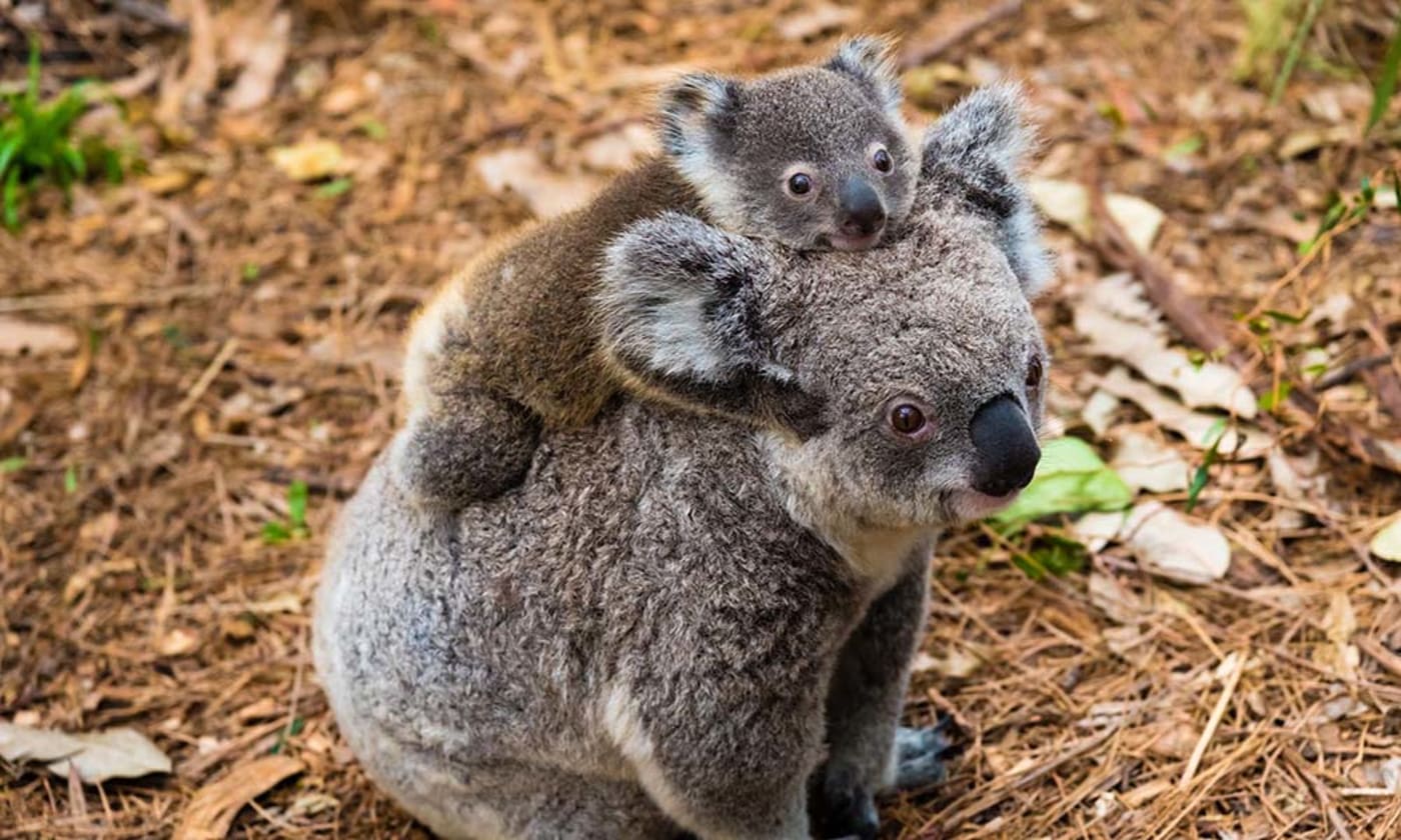 Koala mother and joey