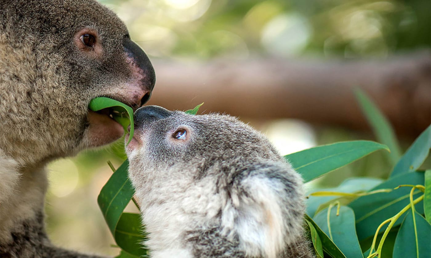 Why do we love koalas so much? Because they look like baby humans