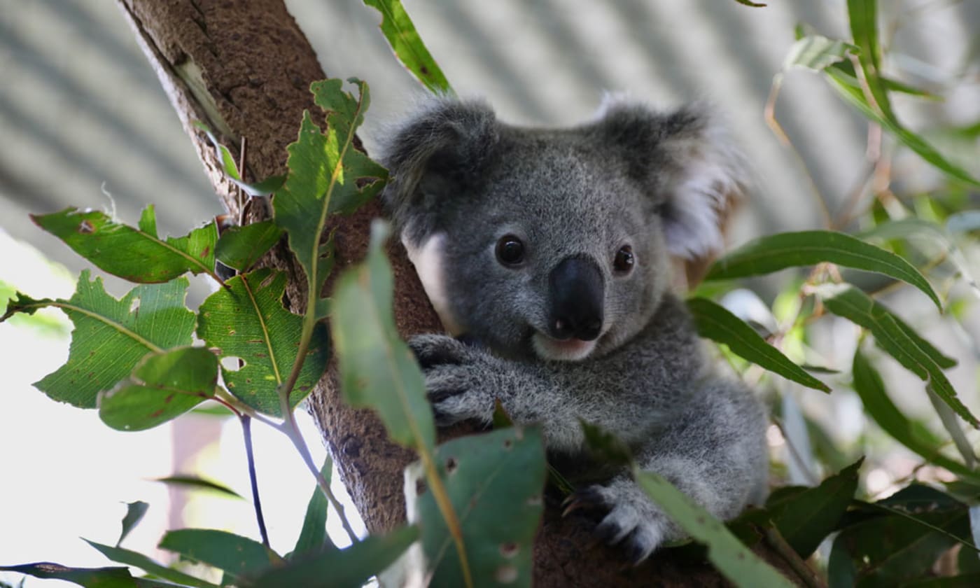 Flood-impacted koala in branch at Friends of the Koala