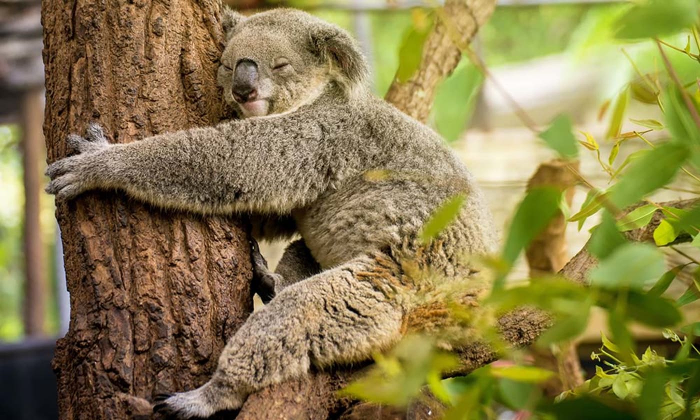 Sleeping koala (Phascolarctos cinereus) on eucalyptus tree