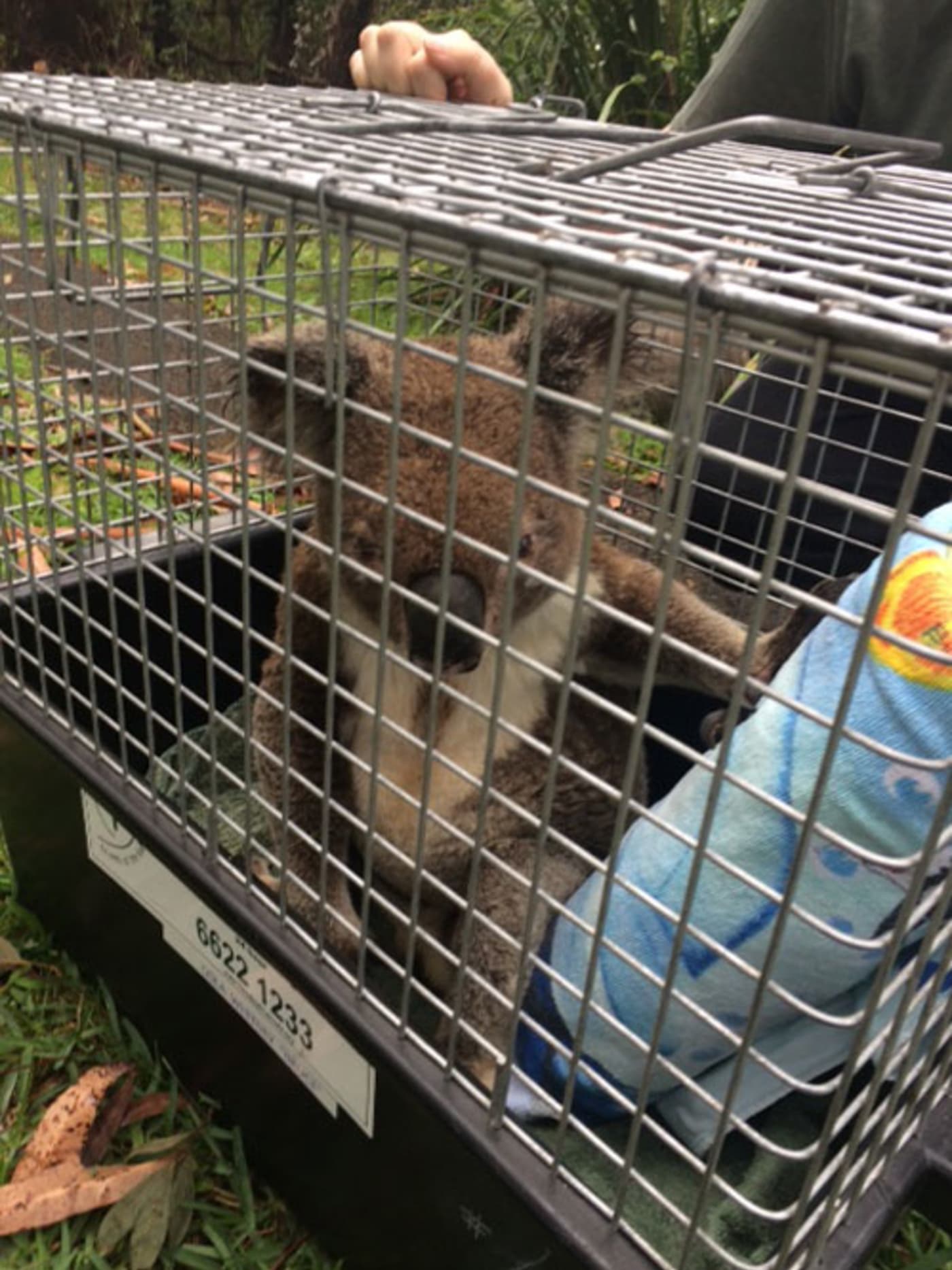 Koala in cage