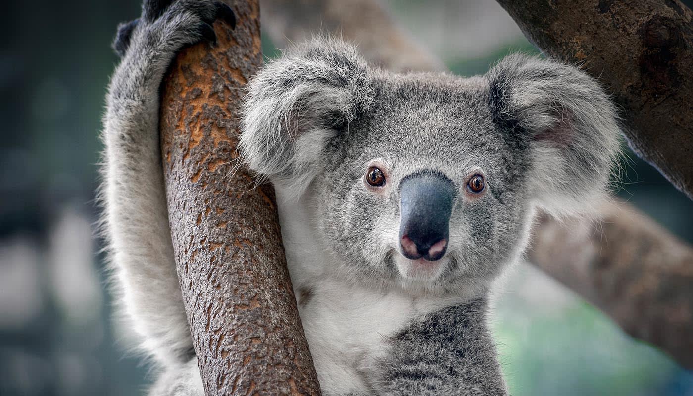 Koala (Phascolarctos cinereus) in a tree, Thailand.
