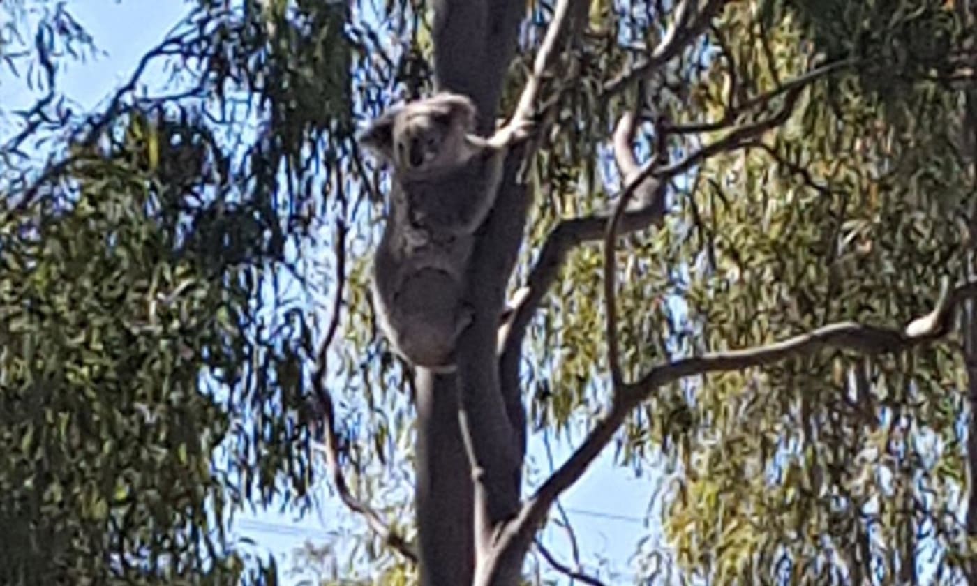 Koala found on a tree at a family farm in Brisbane Valley= Queensland