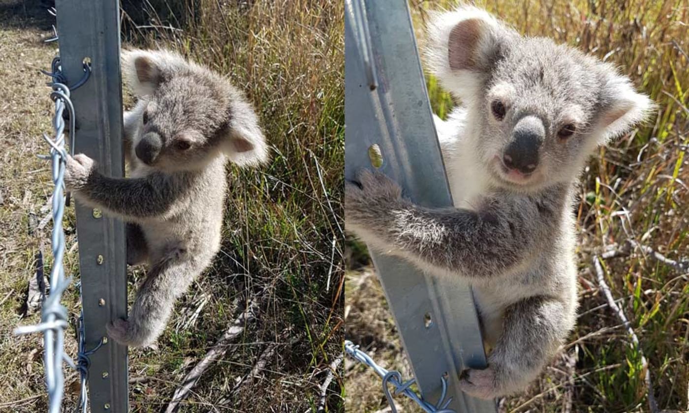 Koala joey found clinging to a steel fence at a family farm in Brisbane Valley= Queensland