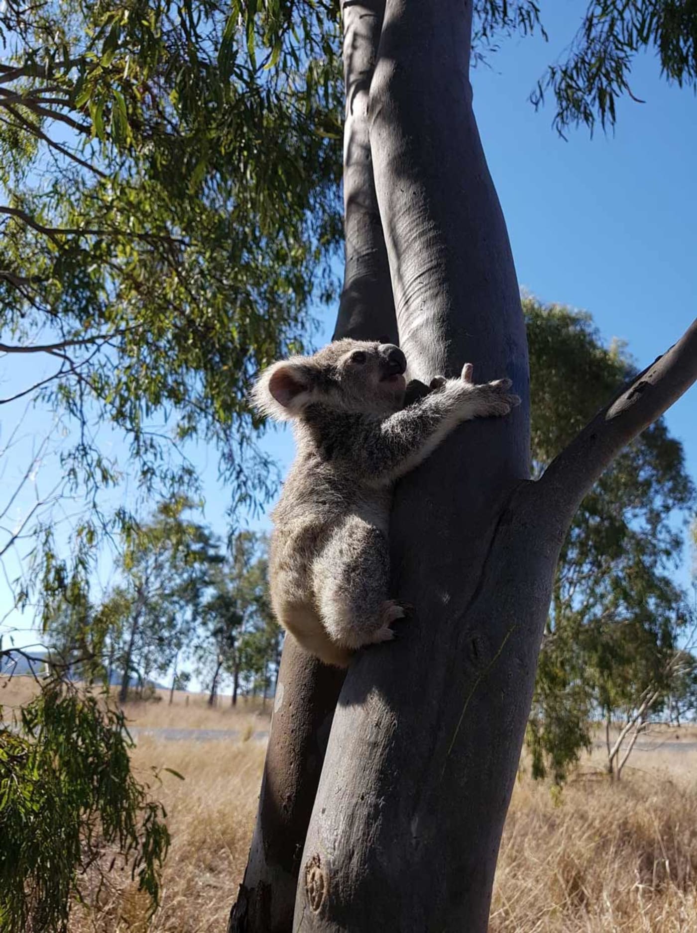 Koala joey clings to a tree at a family farm in Brisbane Valley= Queensland
