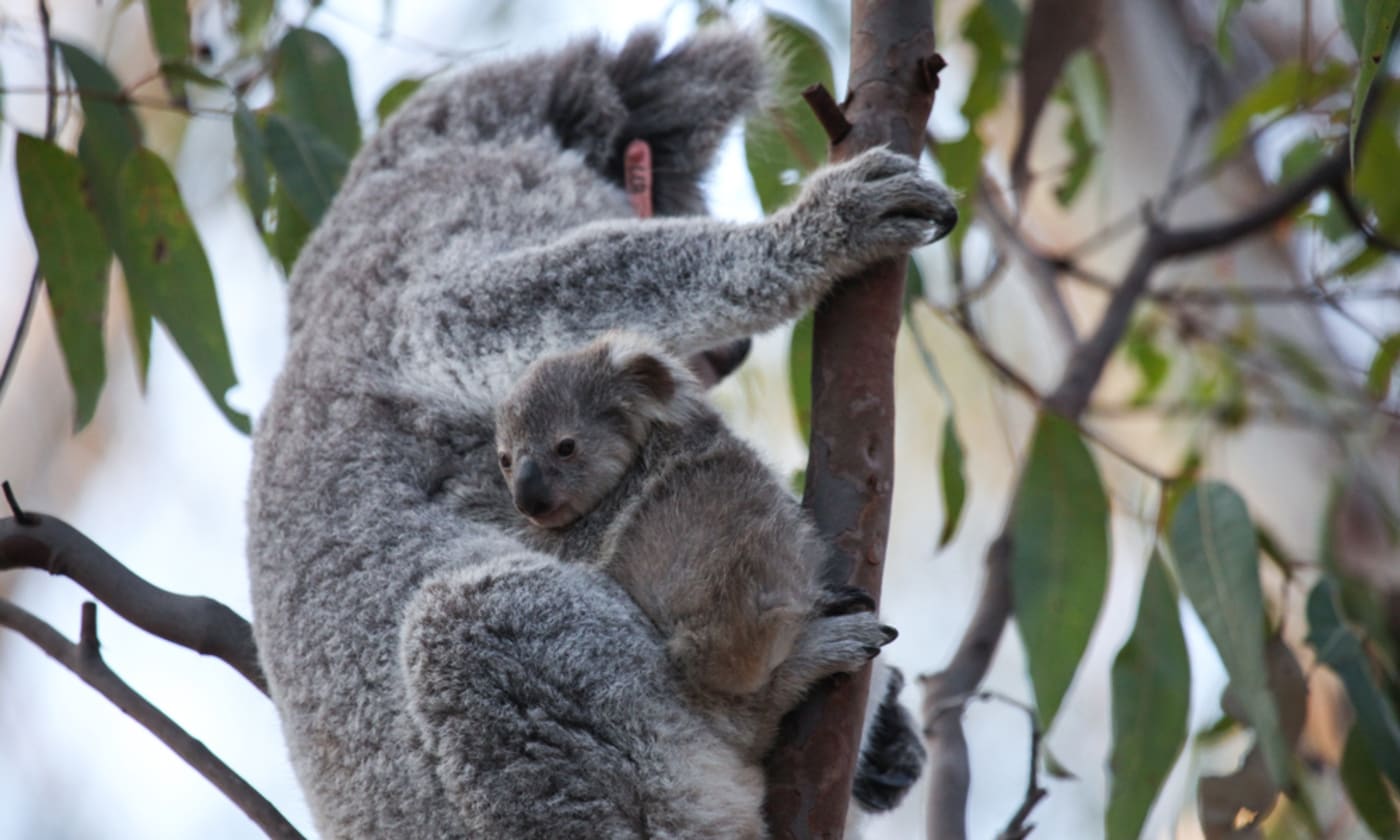 Blossom the koala (Phascolarctos cinereus) and her cute koala joey Petal on a eucalyptus tree after being released into the wild at Campbelltown= NSW