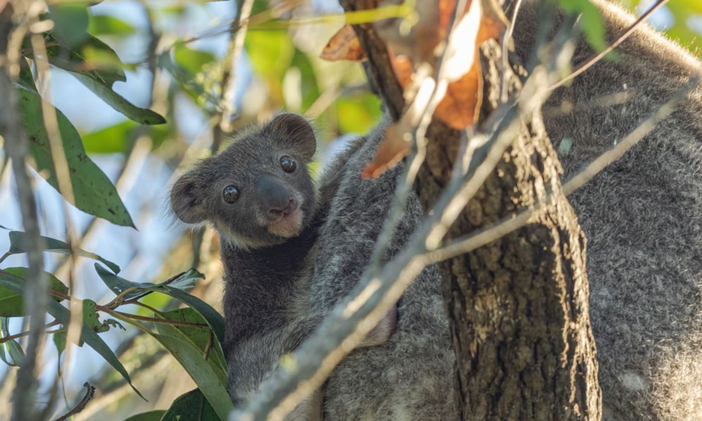 A koala joey in Swan Bay in the Richmond Valley