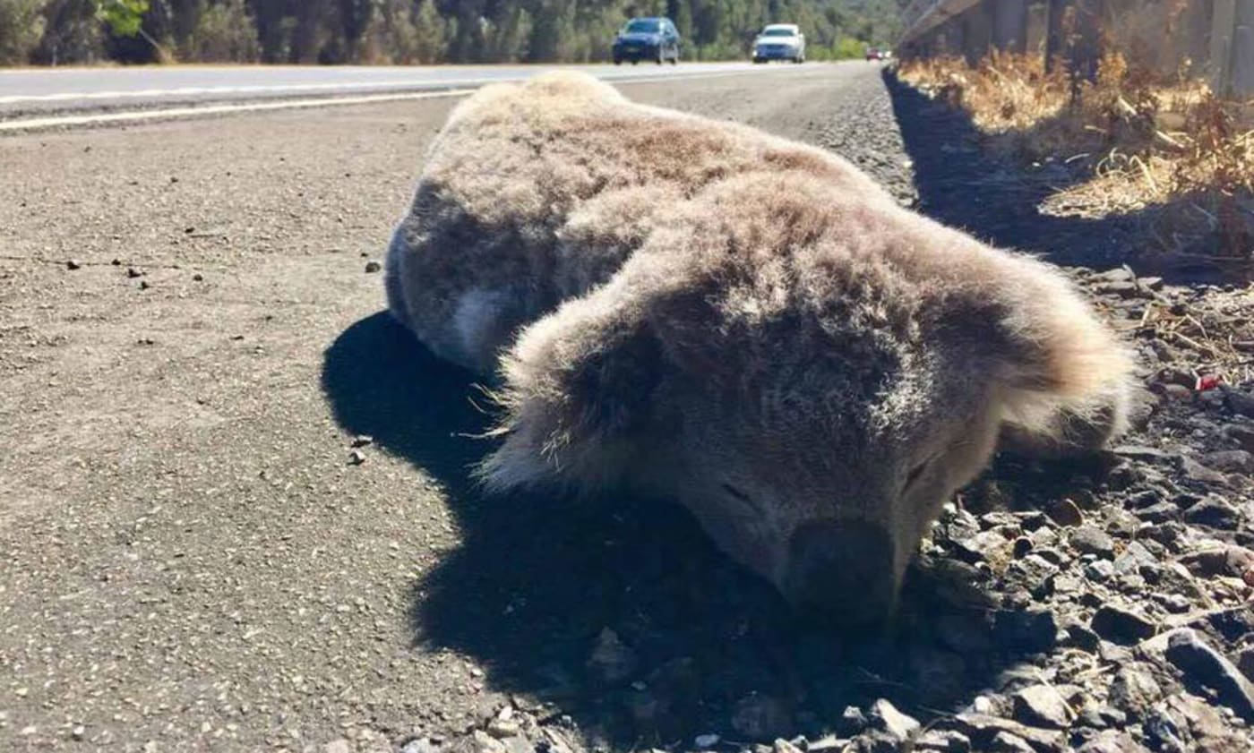 Deceased koala hit by a car and killed near Helensburgh= NSW