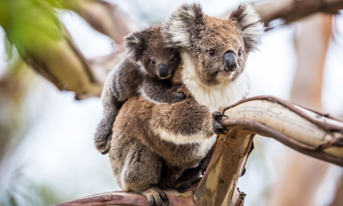 Koala mother and her koala joey in a tree