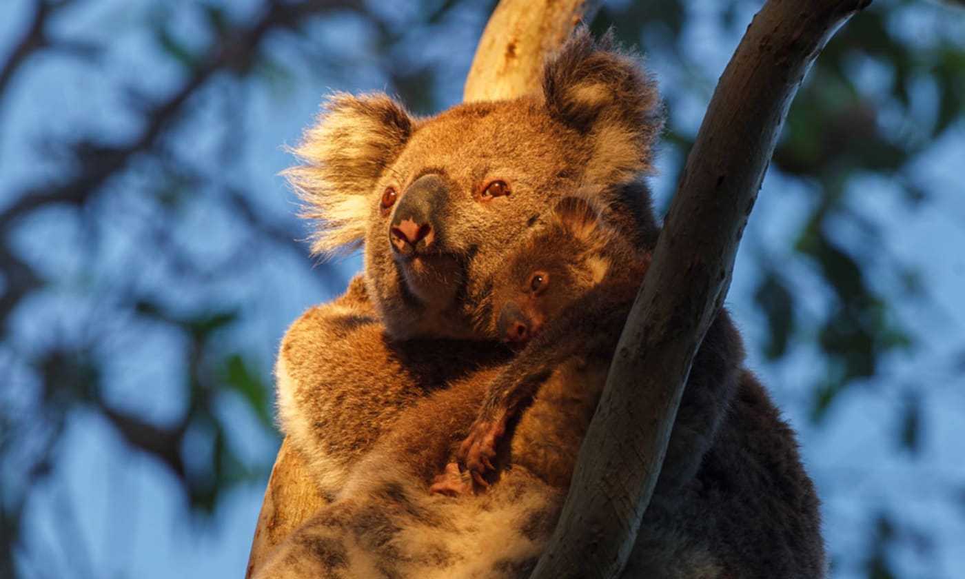 Koala joey (Phascolarctos cinereus) and mom watching sunset