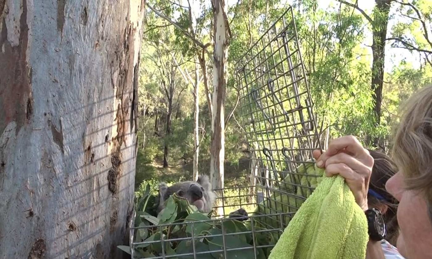 A young koala was rescued after being stuck up a power pole. The koala was successfully released Darling Downs= Queensland