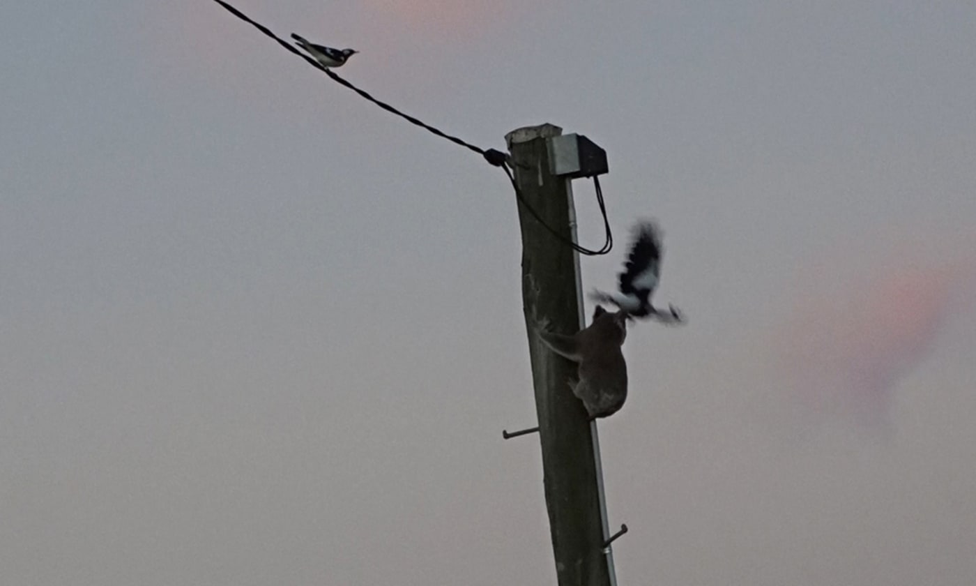 Magpie attacking a koala stuck up a power pole in Darling Downs= Queensland